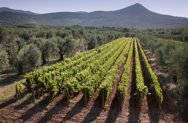 Fototapeta na wymiar Processing and care of the vineyards