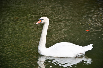 one white majestic lone swan on the pond