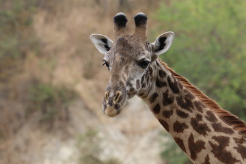 giraffe