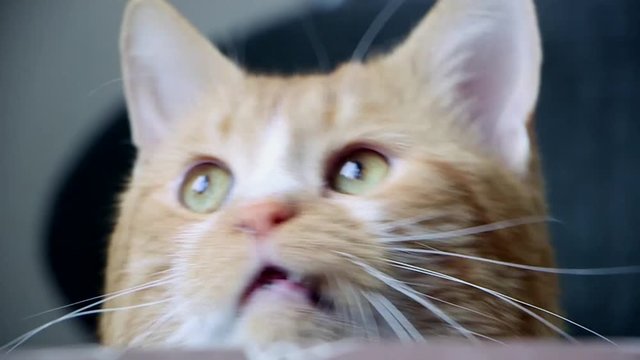 Кот сидит за обеденным столом