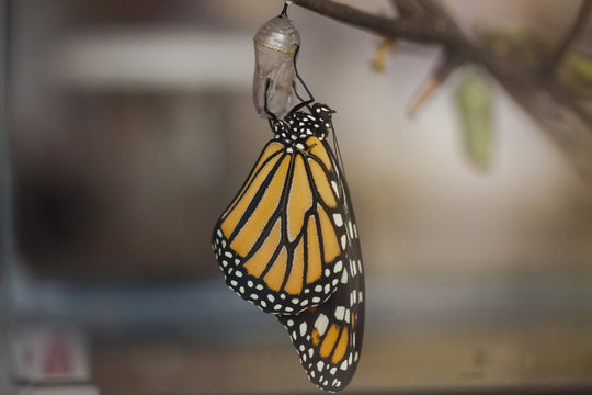 Close-up of butterfly on cocoon hanging on twig