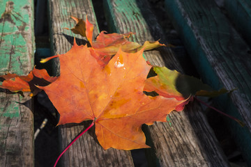 scattered maple leaves on an old bench