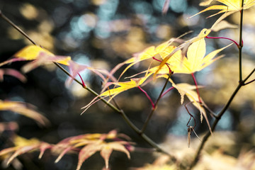 jesień liście na drzewo w las