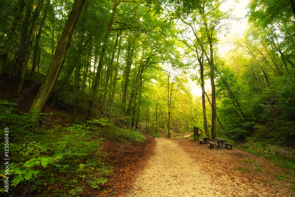 Poster forest road camp