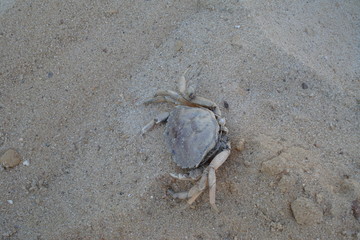 Krabe an der Nordsee