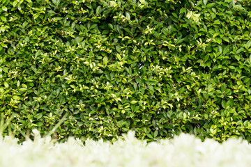 Wall tree background.