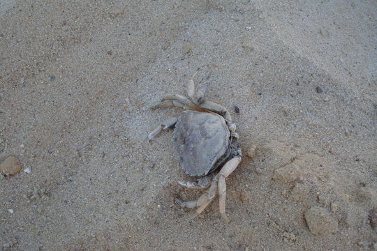 Krabe an der Nordsee