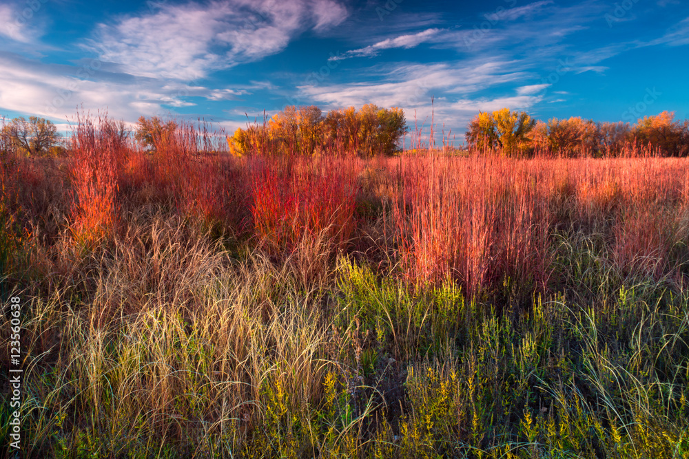 Wall mural Autumn On The Colorado Plains