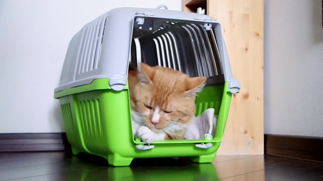 Кот играет с мячиком, сидя в своей пластиковой переноске