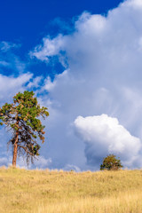 Obraz premium Lonely tree growing on top of the rock and blue sky background.