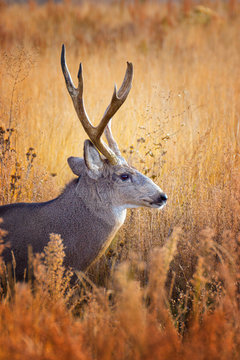 Buck In Grass
