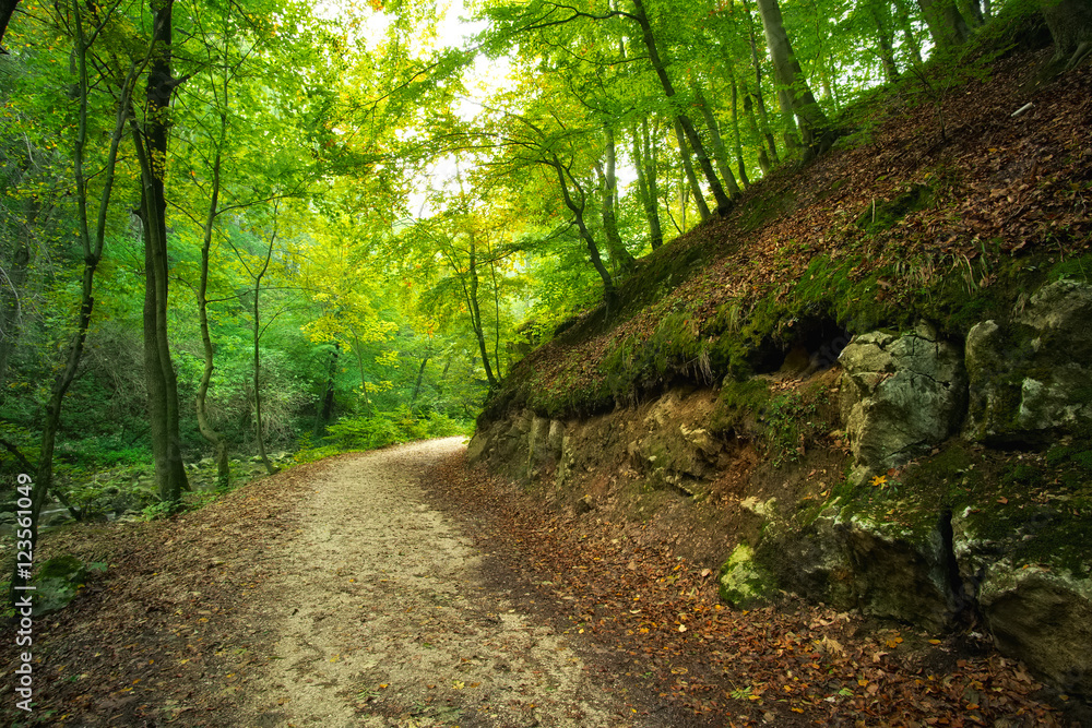 Wall mural Forest road