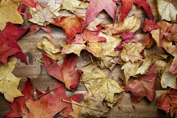 yellow red autumn leaves on the background a dark old wood