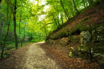 Obraz premium Forest road
