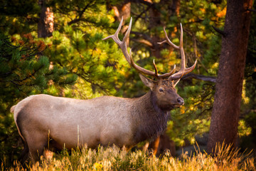 Elk In Morning Light