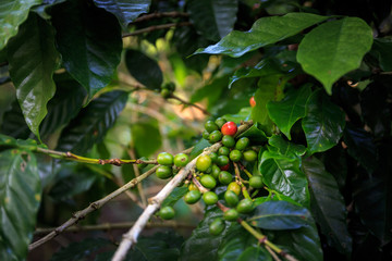 Kaffepflanze bei Las Terrazas