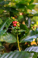 Kaffepflanze bei Las Terrazas