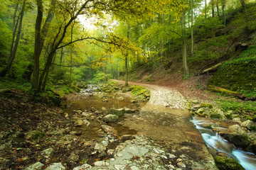 Flowing stream in forest with path