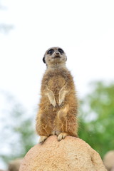 a mongoose stands guard to his lair
