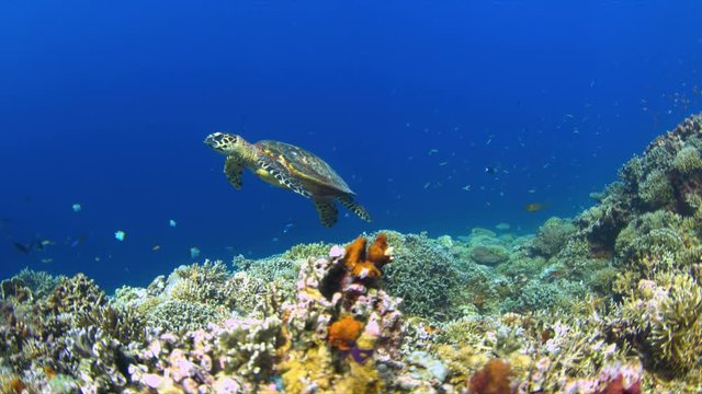 Hawksbill turtle on a Coral reef. 4k footage