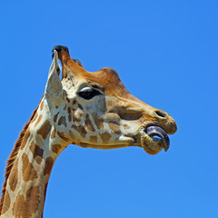 Girafe se lèche