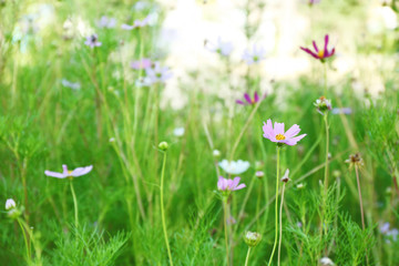 Beautiful meadow with cosmos flowers