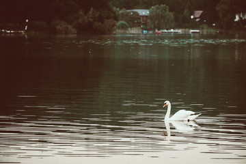 Swan on the lake