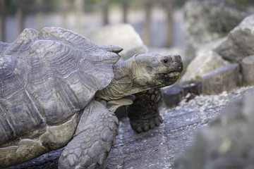 African spurred tortoise