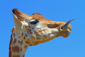 Girafe sort sa langue