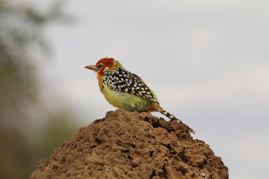 Red and Yellow Barbet on a termite mound