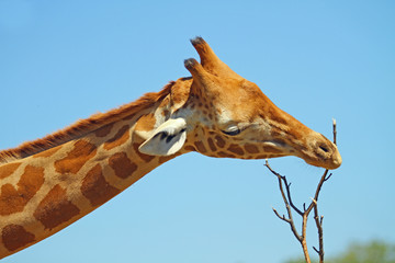 Girafe qui mange
