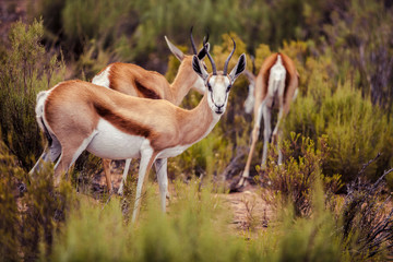Springbok