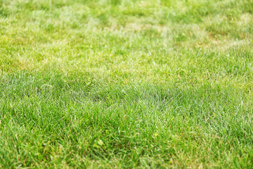 Green grass on lawn
