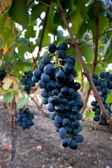 Obraz premium Processing and care of the vineyards