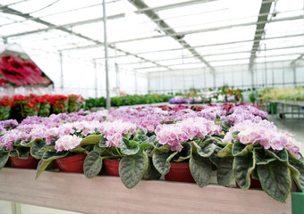 Beautiful flowers in pots