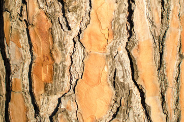 pine bark texture wood, The texture of pine bark, with its cracks and irregularities, tells stories of resistance and time, while the scent of nature envelops the senses in a serene embrace.