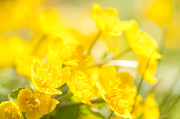 Alpine flowers, viola tricolor, yellow wild pansy flowers