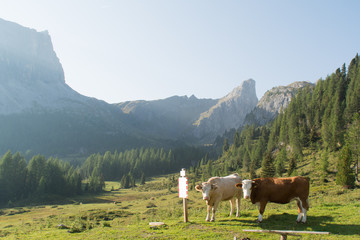 Fototapeta na wymiar White and brown cow in field