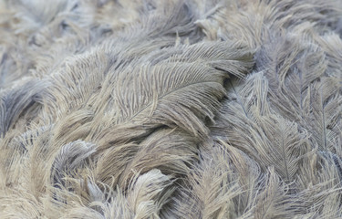 Ostrich feathers closeup. Natural background.