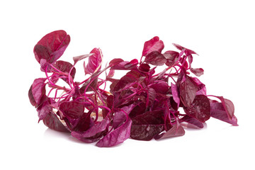 red spinach isolated on white background.