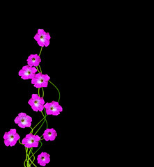 lavatera  isolated on black background. bright flower