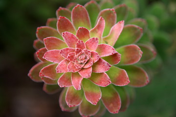 Aeonium Variegata