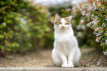 10月、何かを待つ感じのミケっち