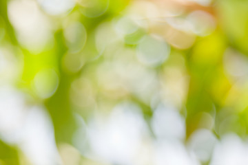 Obraz premium green bokeh abstract light background