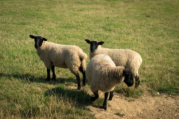 Obraz premium Pecore