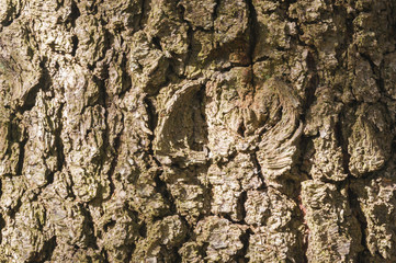 Tree bark taken close up to reveal it's texture