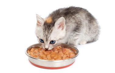 Gray kitten eats from a bowl