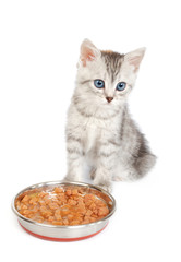 Grey kitten near a bowl with food isolated on white