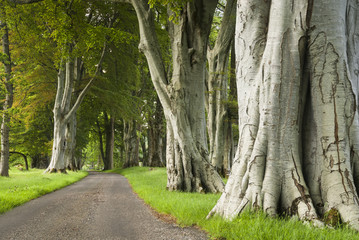 A landscape image of a Fagus sylvatica, Beech tree avenue