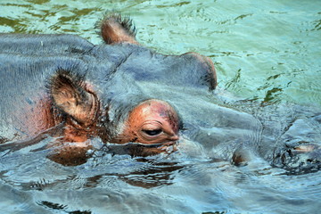 a hippo with her puppy